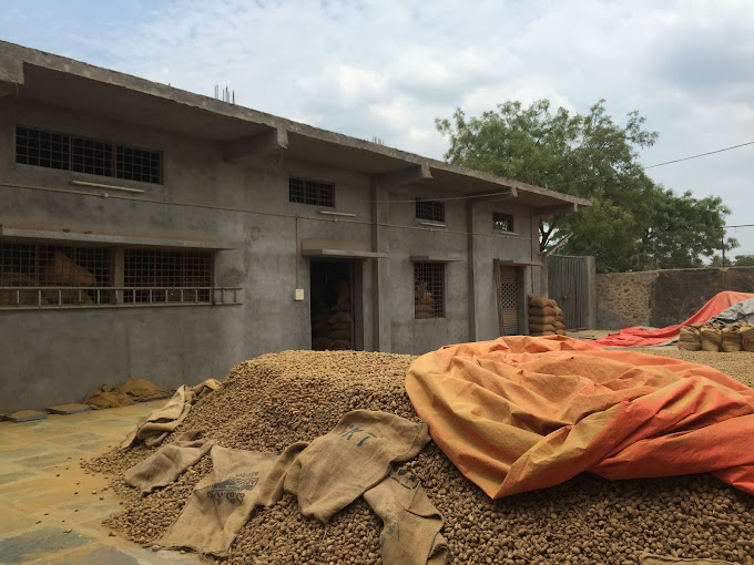 Turmeric cultivation at JJ Spices farms in Duggirala, Andhra Pradesh, India